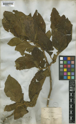 Kew Gardens K000585849:  Claussen, P. [s.n.] Brazil