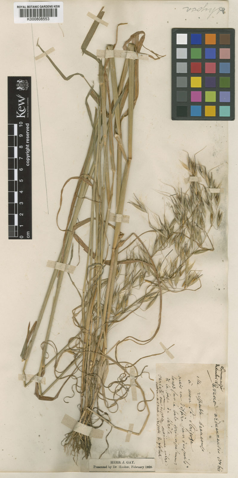 Avena strigosa Schreb. | Plants of the World Online | Kew Science