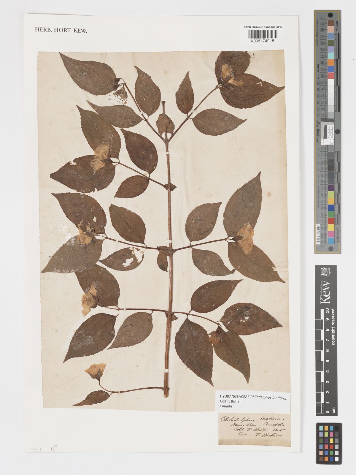 Philadelphus inodorus