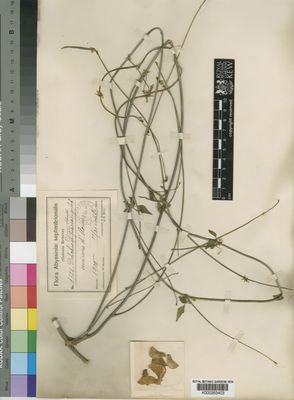 Kew Gardens K000263403:  Schweinfurth, G.; Riva, D. [1724] Ethiopia