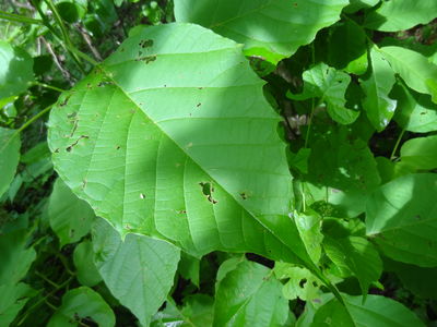 Ipomoea wolcottiana Rose | Plants of the World Online | Kew Science