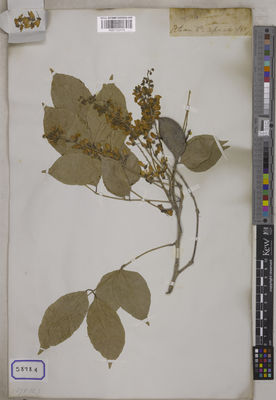 Kew Gardens K001122476:  Wallich, N. [Cat. no. 5878]