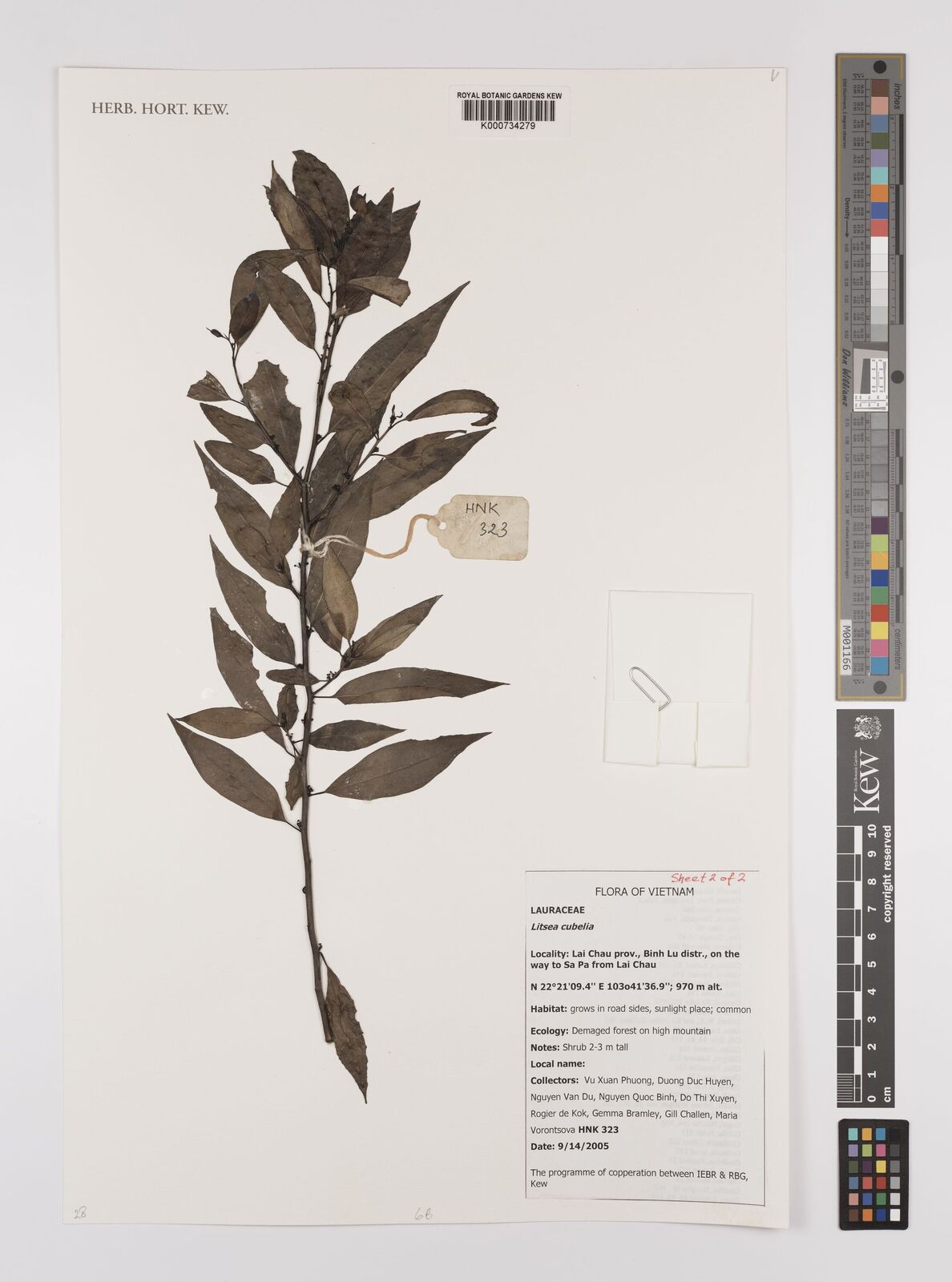 Cryptocarya ainikinii Kosterm. | Plants of the World Online | Kew Science