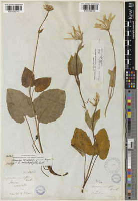 Kew Gardens K001092147:  Nuttall, T. [s.n.] United States