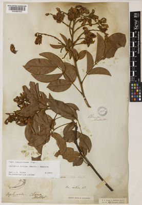 Kew Gardens K000881043:  Millett, C. [s.n.] China