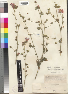 Kew Gardens K000240647:  Richards, H., M. [9033]