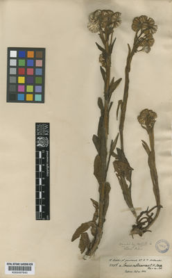 Kew Gardens K000497840:  Lechler, W. [2056.a] Peru