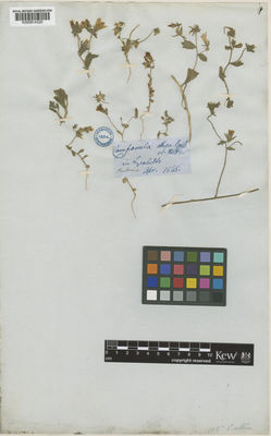 Kew Gardens K000814320:  Heldreich [s.n.] Greece