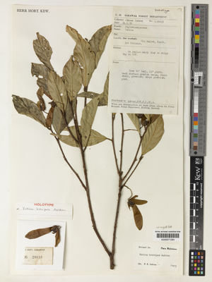 Kew Gardens K000671284:  Ismawd, O. [S. 29633] Borneo