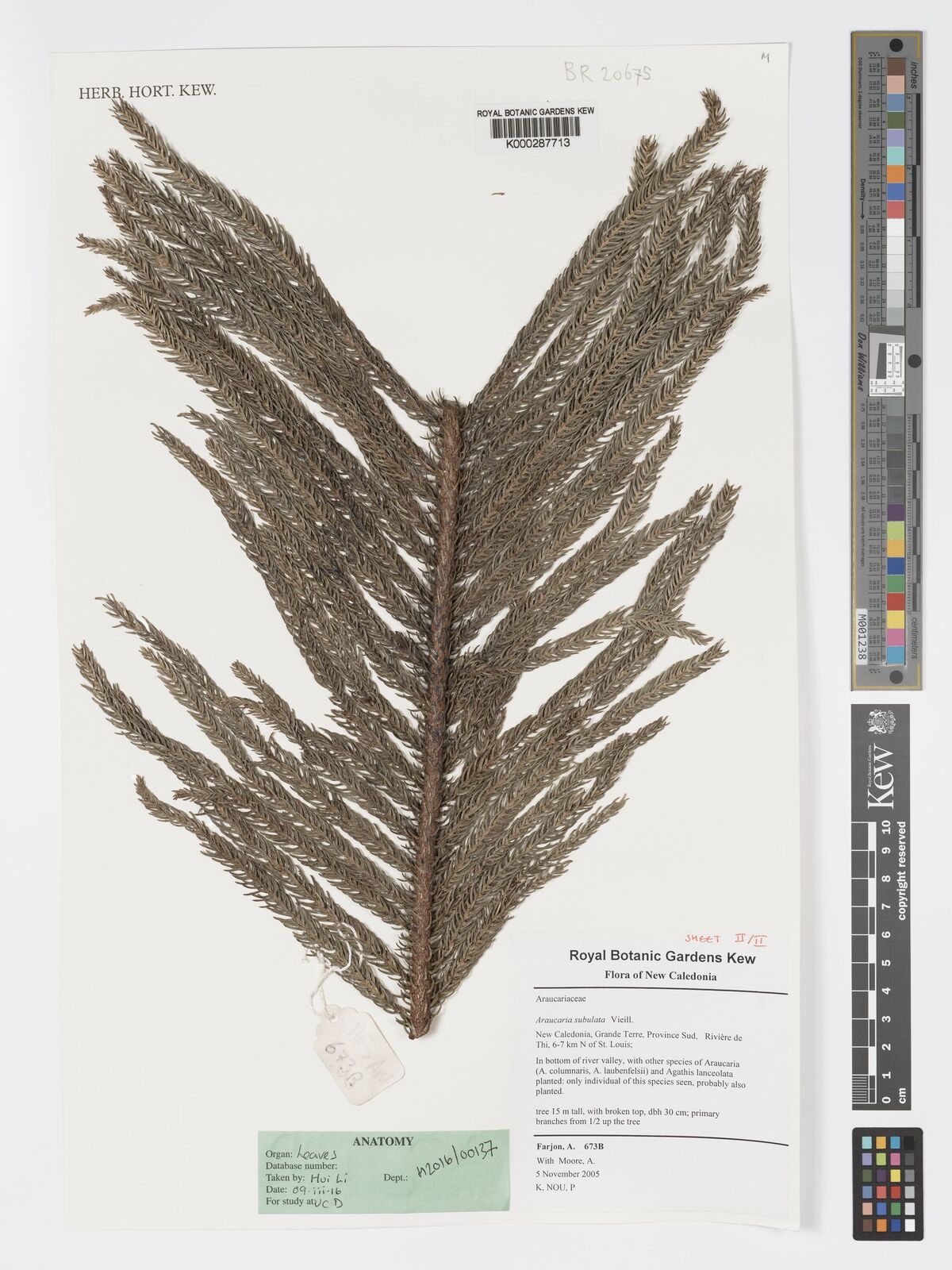 Araucaria subulata