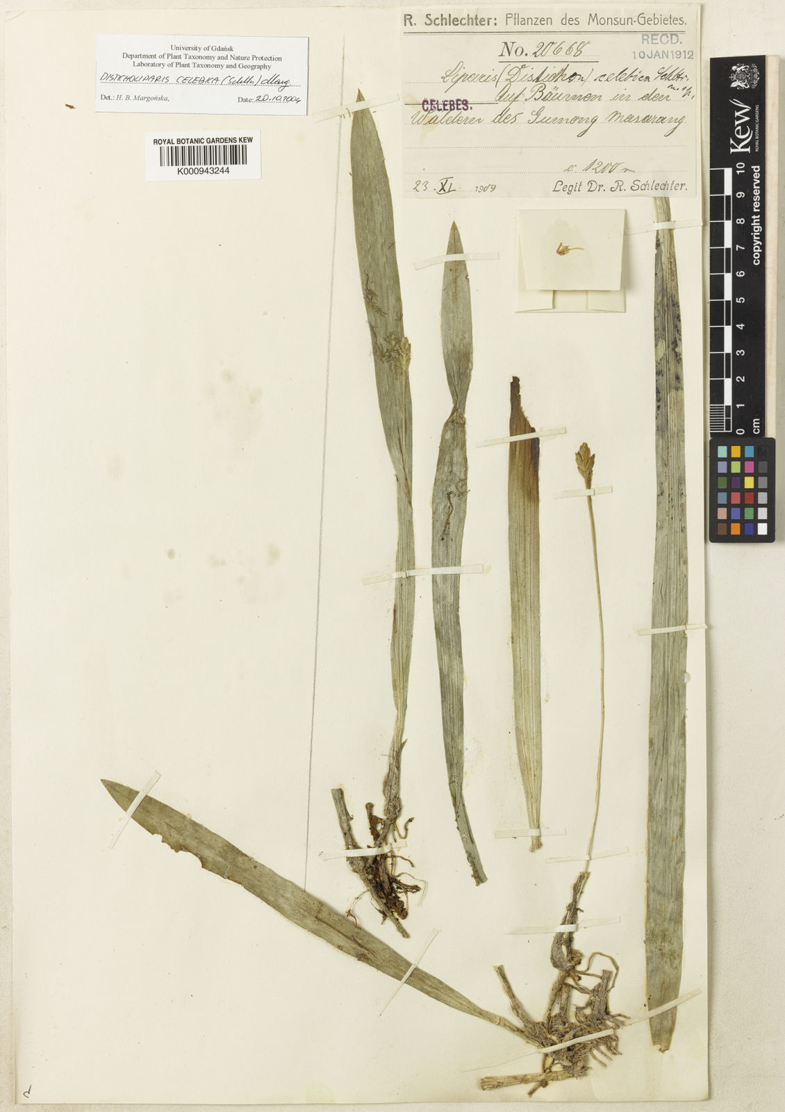 Stichorkis mucronata (Blume) J.J.Wood | Plants of the World Online