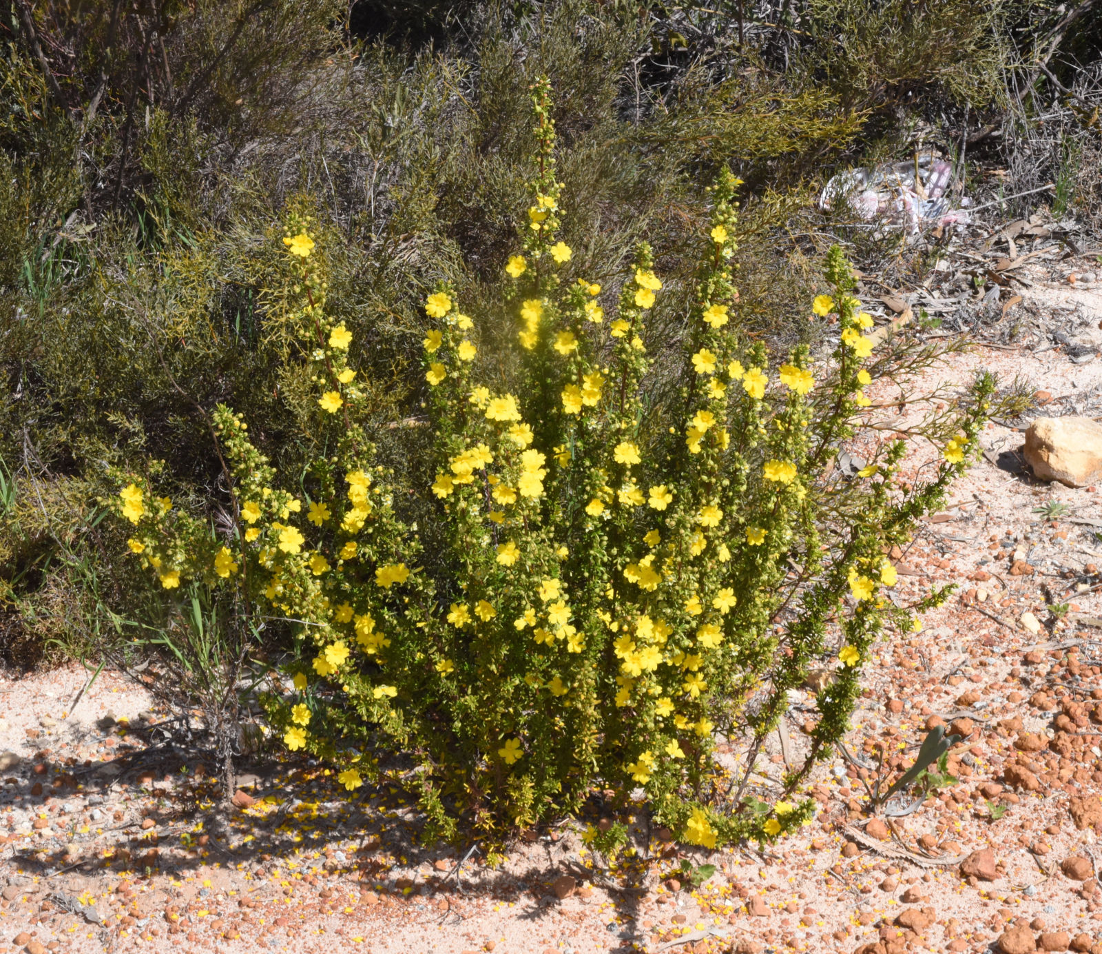 Hibbertia hypericoides (DC.) Benth. | Plants of the World Online | Kew ...