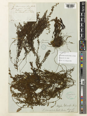 Kew Gardens K001044338:  Purdie, W. [s.n.] Colombia