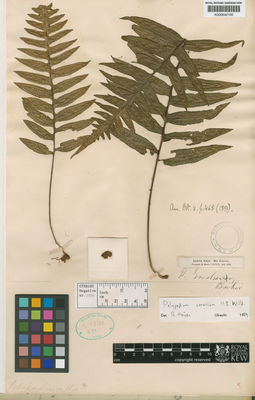 Kew Gardens K000642100:  Endres [s.n.] Costa Rica