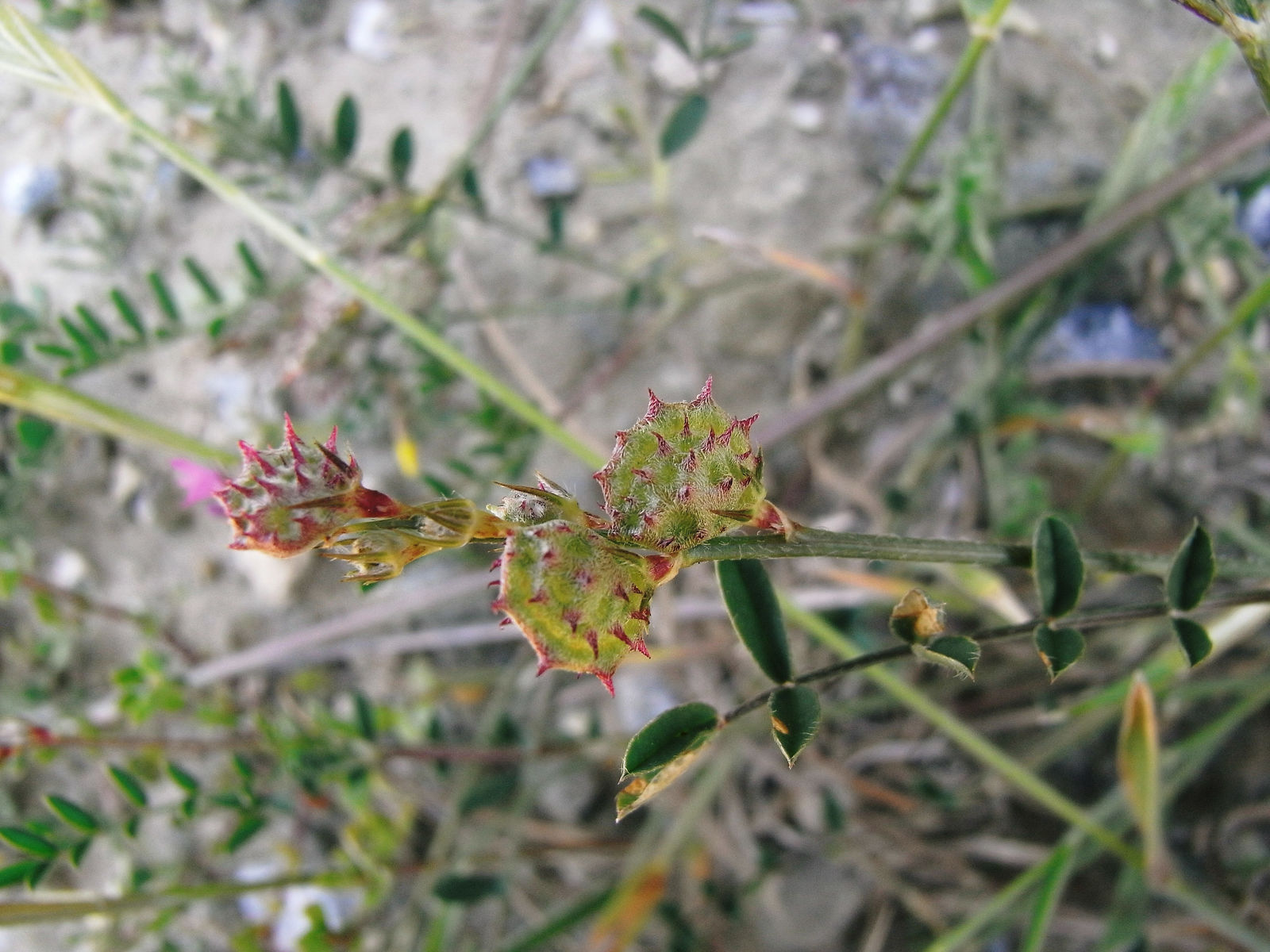 © copyright of the Board of Trustees of the Royal Botanic Gardens, Kew.