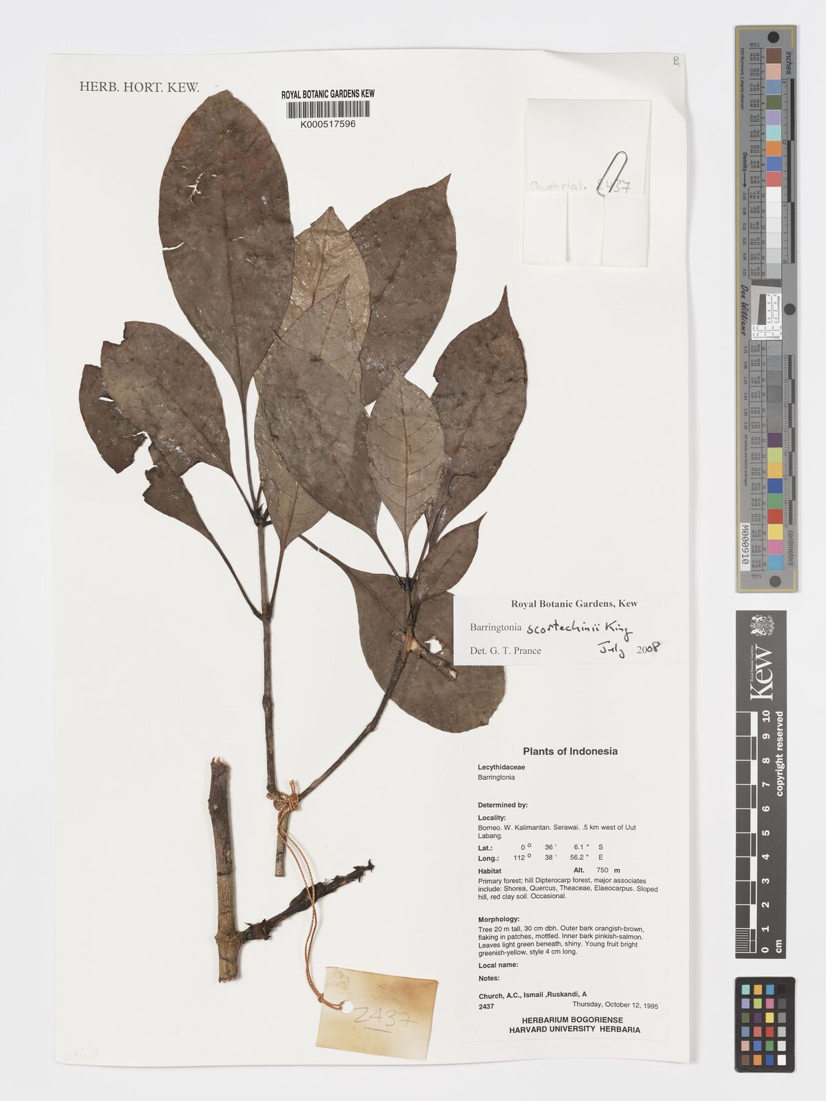 Barringtonia scortechinii thumbnail