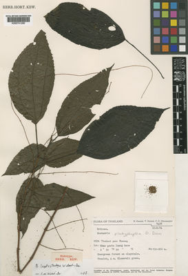 Kew Gardens K000741280:  Geesink, R.; Hattink, T.; Charoenphol, C.C. [7428] Thailand