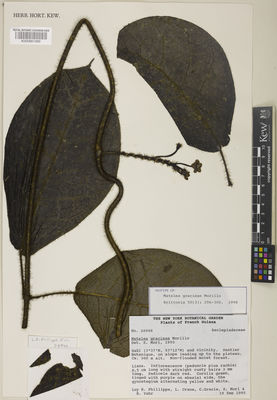Kew Gardens K000881889:  Phillippe, L.R.; Crane, L.; Mori, S.; Gracie, C.; Yahr, R. [26946] French Guiana