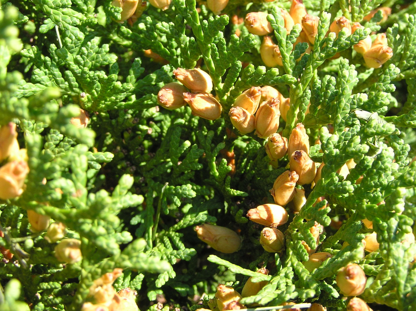 thuja occidentalis l. | plants of the world online | kew science