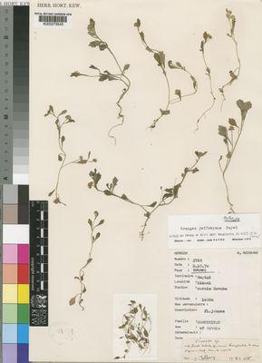 Kew Gardens K000273545:  Reekmans, M. [3760] Burundi