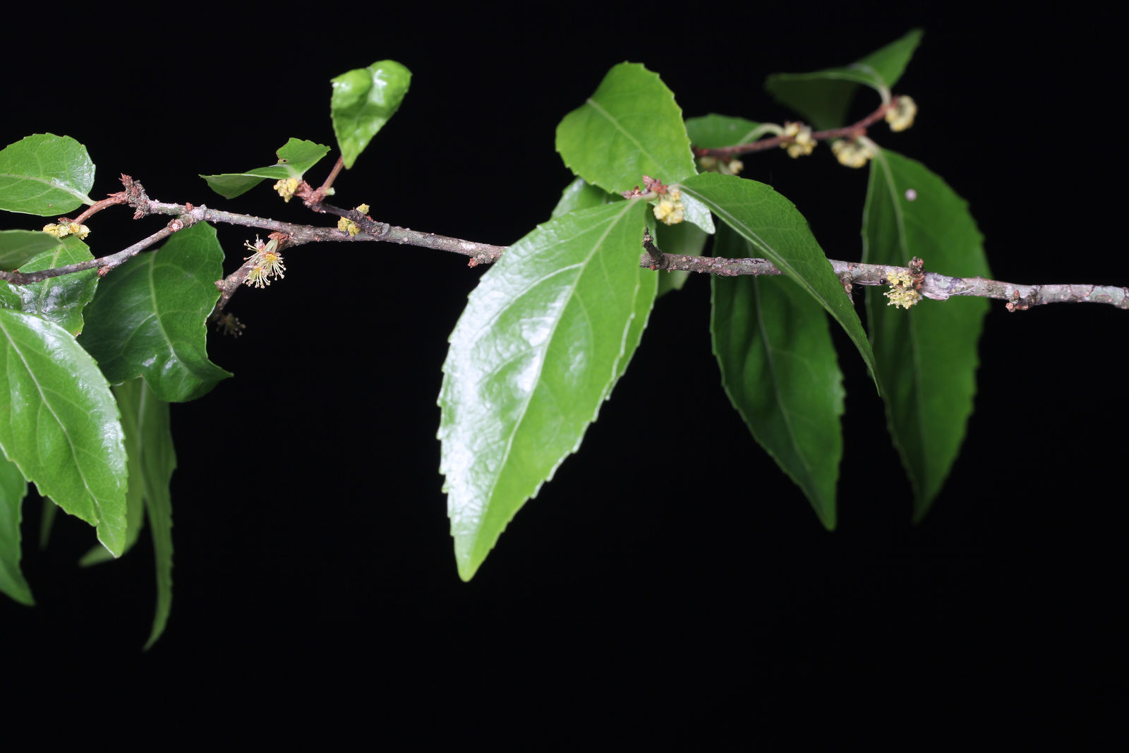 Xylosma flexuosa (Kunth) Hemsl. | Plants of the World Online | Kew Science