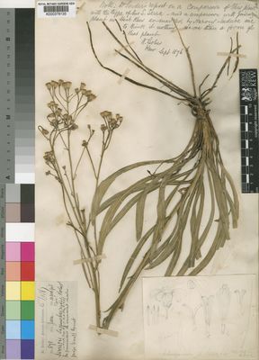 Kew Gardens K000378135:  Bolus, H. [571] South Africa