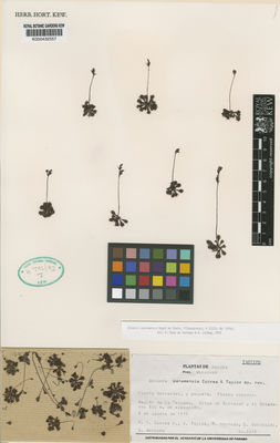 Kew Gardens K000432557:  Correa, M.D.; Taylor, A.; Mendoza, R.; Garibaldi, C.; Vergara, D. [2215] Panama