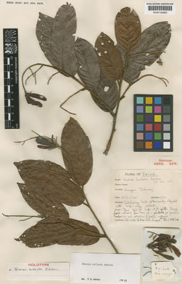 Kew Gardens K000700660:  Bikas, L.A.; Angga [BRUN 2003a] Brunei