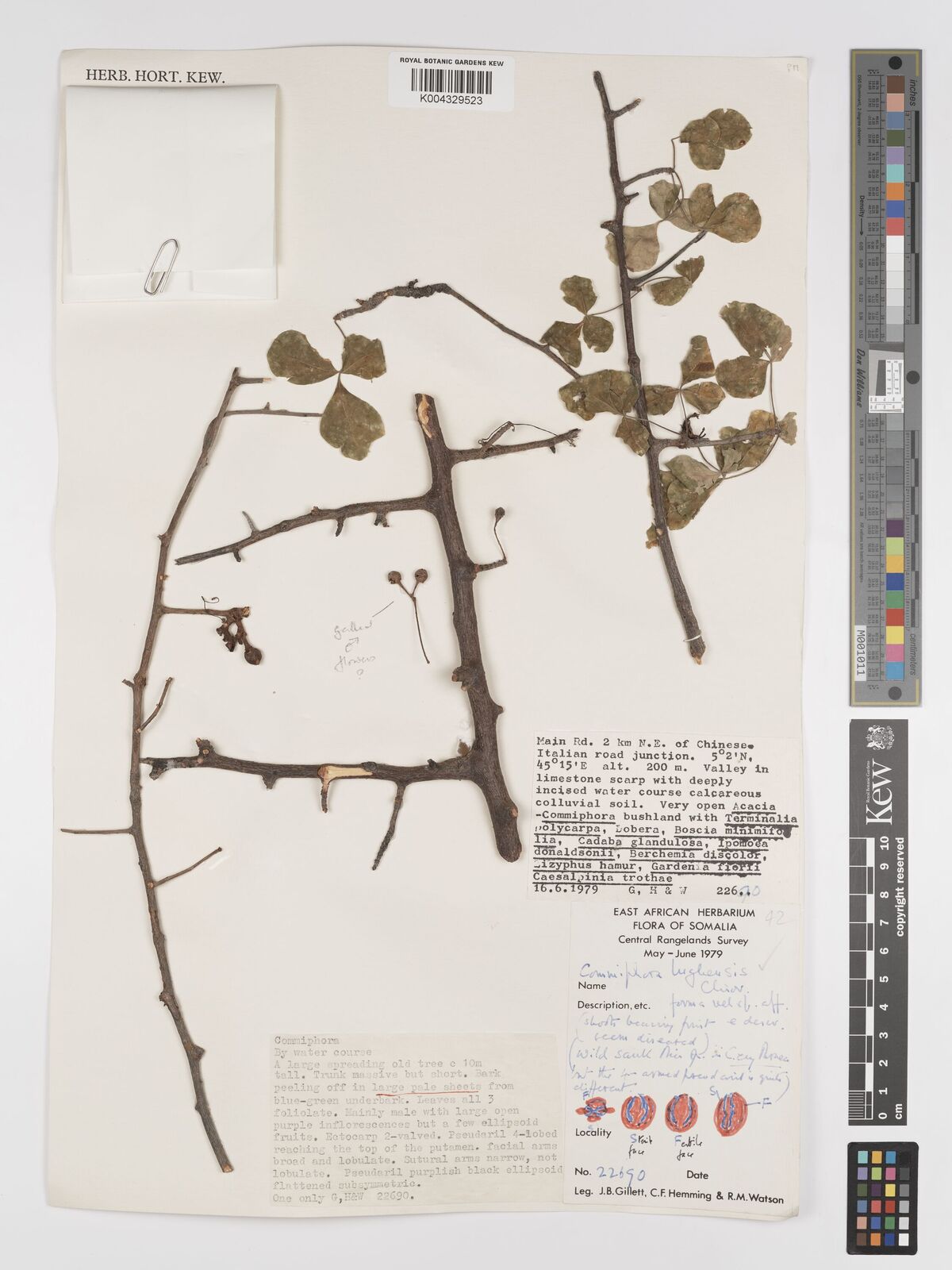 Commiphoric Structure Commiphora cyclophylla Chiov. | Plants of the World Online | Kew Science