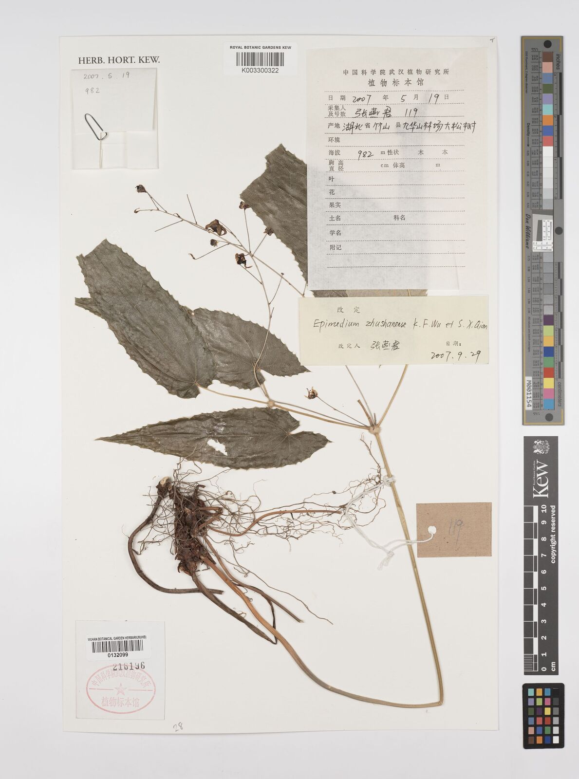 Epimedium zhushanense