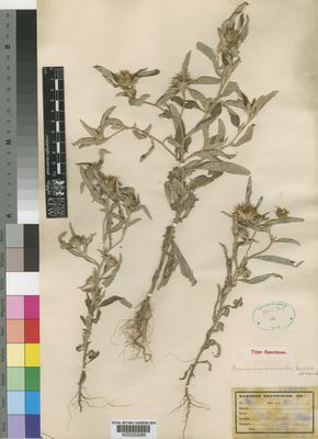 Kew Gardens K000252285:  Kassner [2615] Congo, Republic of the