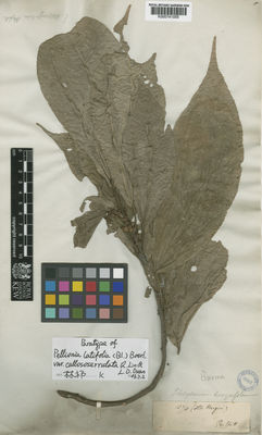 Kew Gardens K000741055:  Griffith [s.n.] Burma