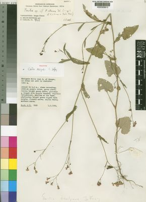 Kew Gardens K000306810:  Milne-Redhead, E.; Taylor, P. [9868] Tanzania