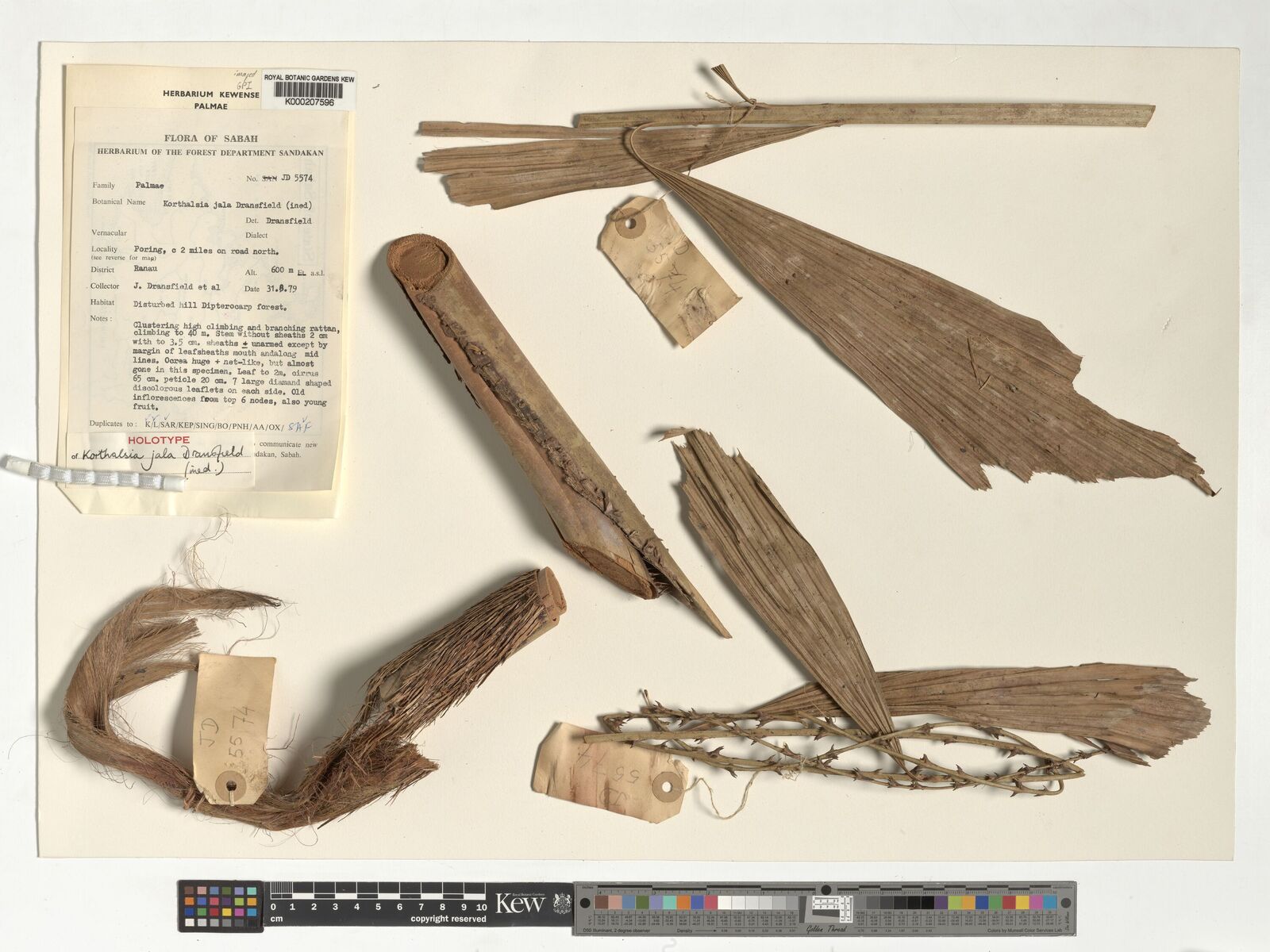 Kew Gardens K000207596:  Dransfield, J. [5574] Malaysia