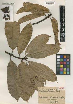 Kew Gardens K000681521:  s.coll. [s.n.] Vietnam