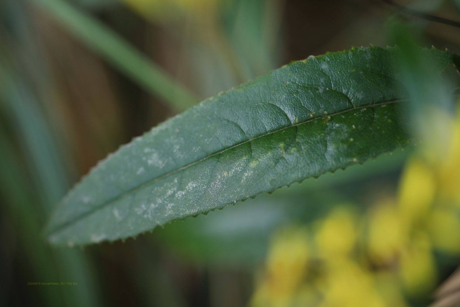 © copyright of the Board of Trustees of the Royal Botanic Gardens, Kew.