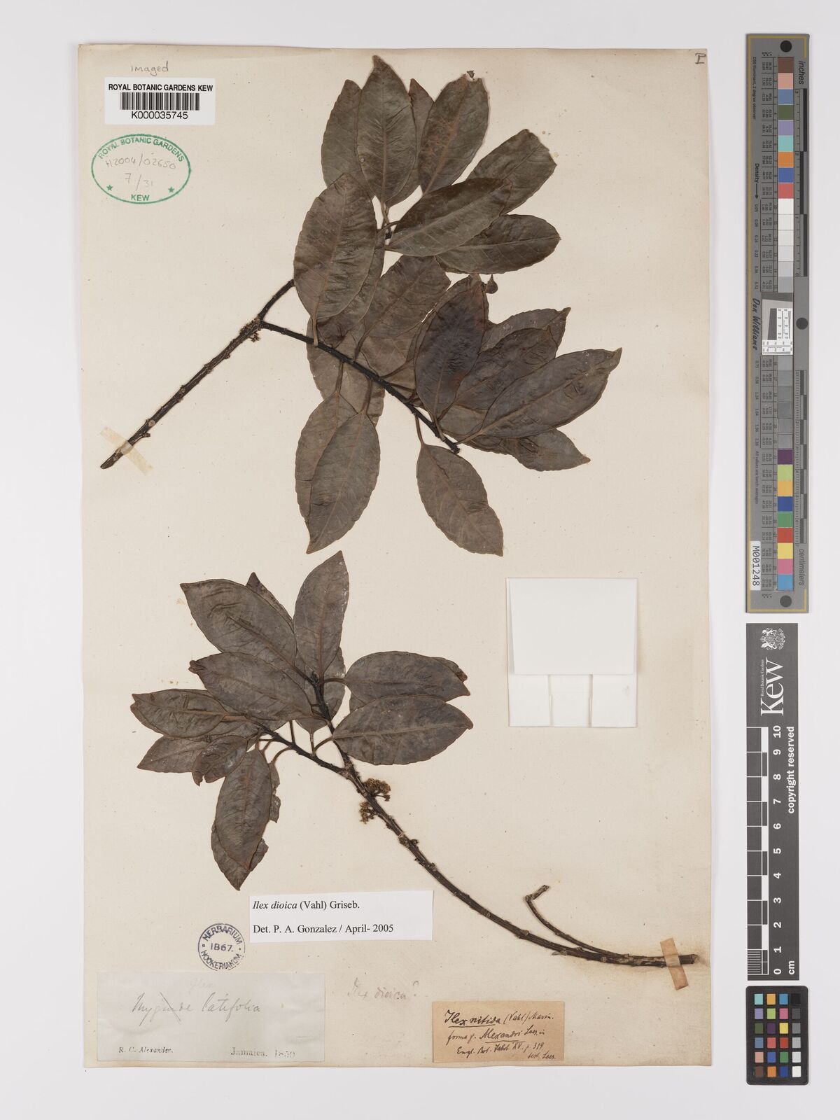 Kew Gardens K000035745:  Alexandar, R.C. [s.n.] Jamaica