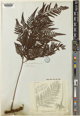 Kew Gardens K000061846:  s.coll. [s.n.] India