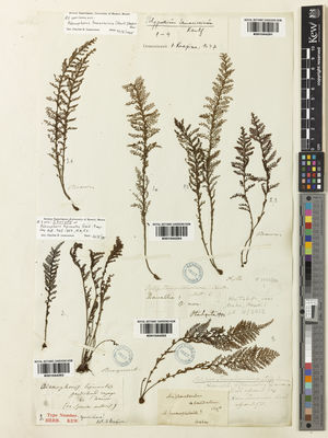 Kew Gardens K001044293:  [Brongmait.] [s.n.] United States