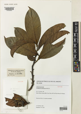 Kew Gardens K000899683:  Kuhlmann, J.G. [460] Brazil