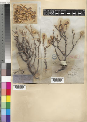 Kew Gardens K000273458:  Drege [s.n.] South Africa