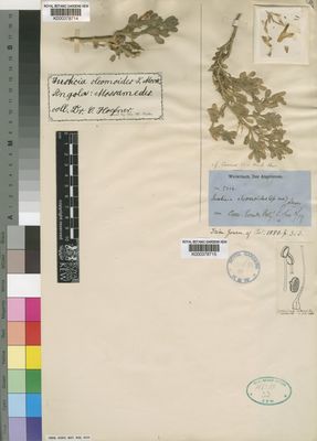 Kew Gardens K000378714:  Hoefner [s.n.] Angola