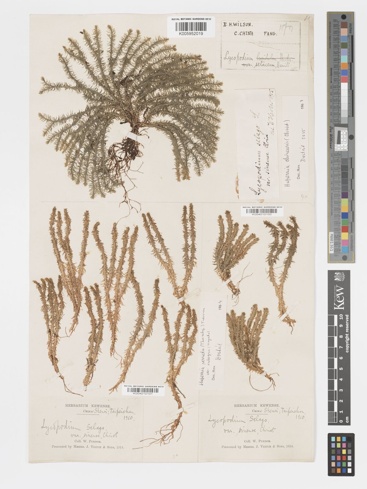 Huperzia chinensis
