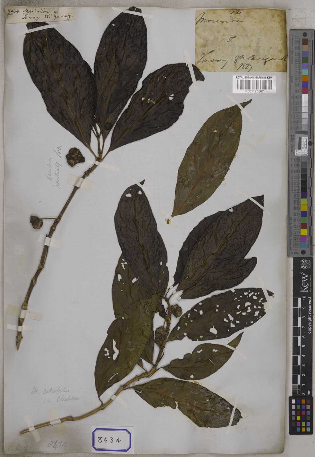 Morinda angolensis (R.D.Good) F.White