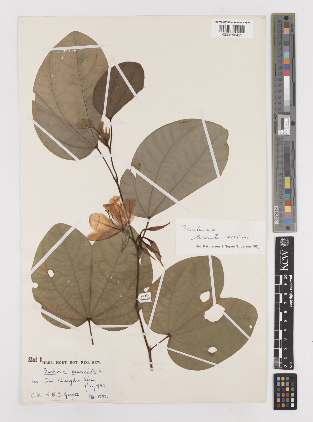 Bauhinia hirsuta