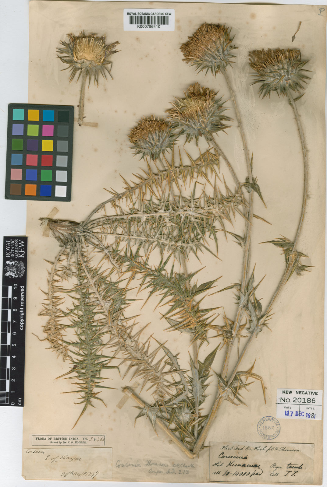 Cousinia Thomsonii C.B.Clarke | Plants Of The World Online | Kew Science