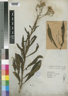 Kew Gardens K000377844:  Gueinzius [s.n.] South Africa