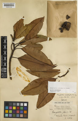 Kew Gardens K000681535:  Robinson, H.C.; Kloss, C.B. [200] Indonesia