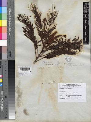 Kew Gardens K000090448:  Salzmann, P. [s.n.] Brazil