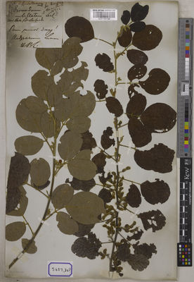 Kew Gardens K001121734:  s.coll. [Cat. no. 5687]